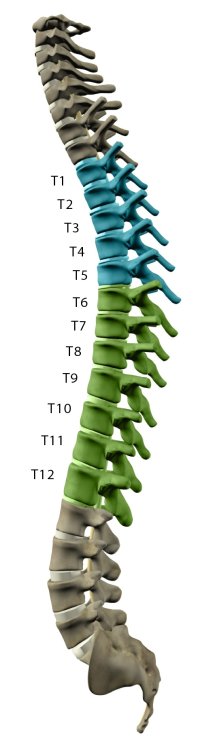 Diagram of thoracic spinal cord column
