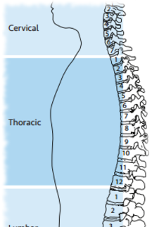 Spinal Cord Injury Chart