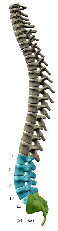 A sacral spine diagram showing the area of the body where a sacrum injury occurs